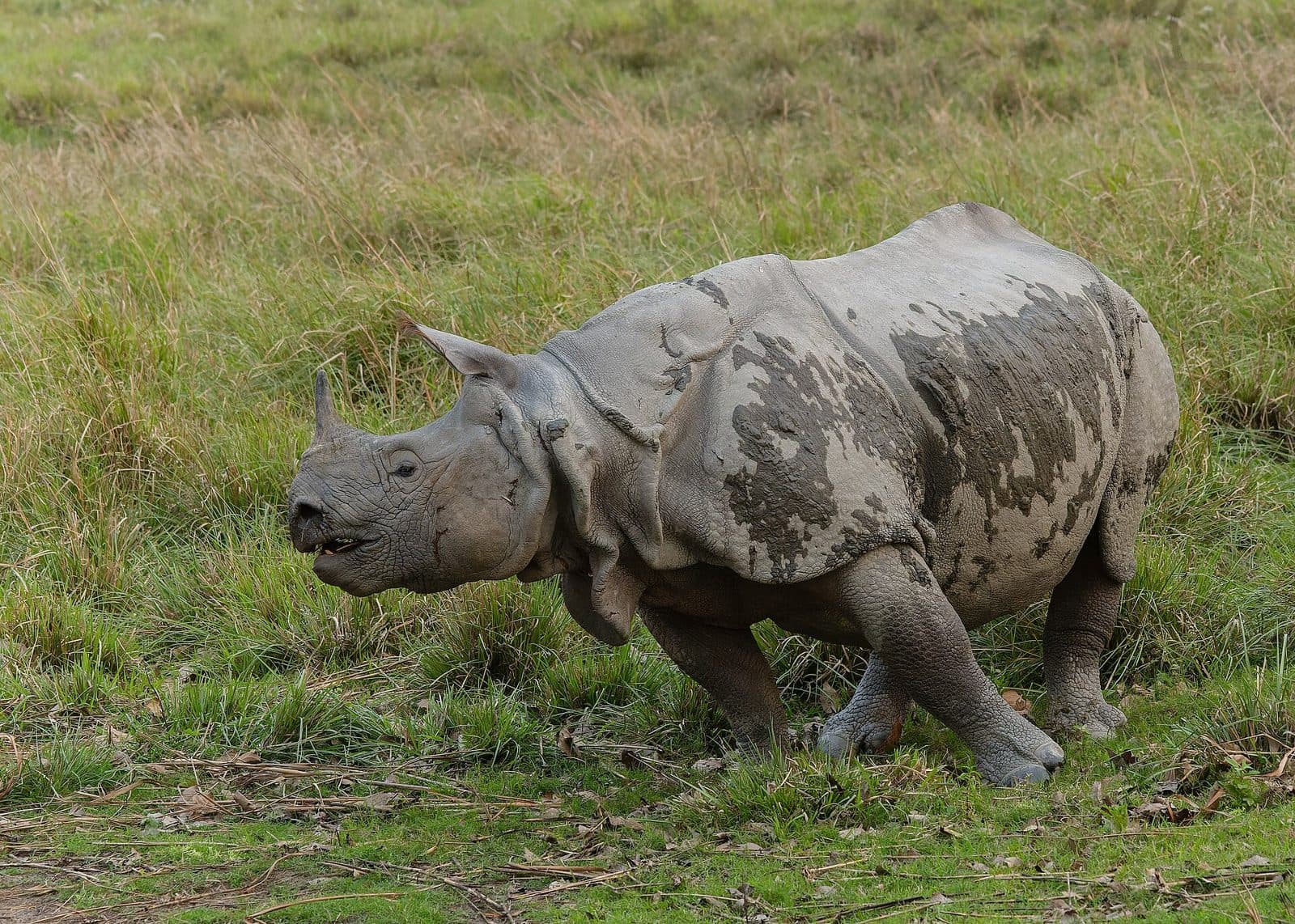 A one-horned rhinoceros walking through tall grass in Kaziranga National Park