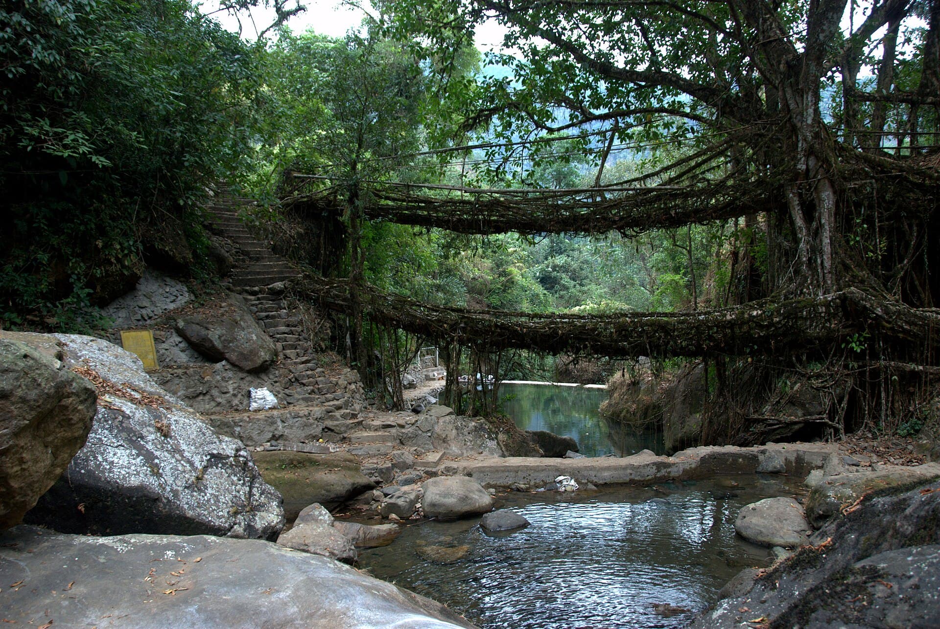 The two-level living root bridge at Nongriat spanning a rocky stream in dense forest